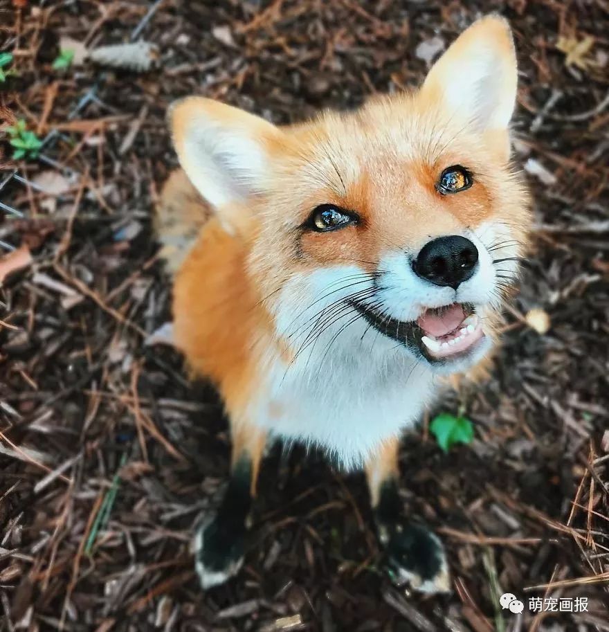 狐狸眼笑起来图片