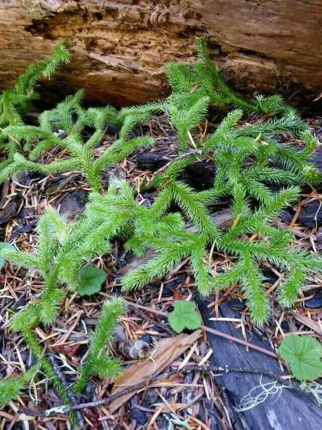 跌打消肿的山草药图片