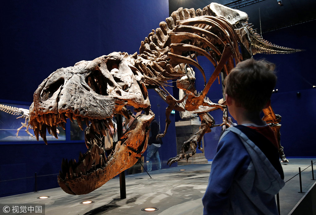 法国博物馆展出6700万年霸王龙骨架化石