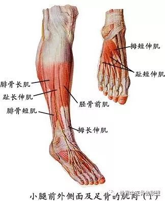 人体腿部筋分布图图片