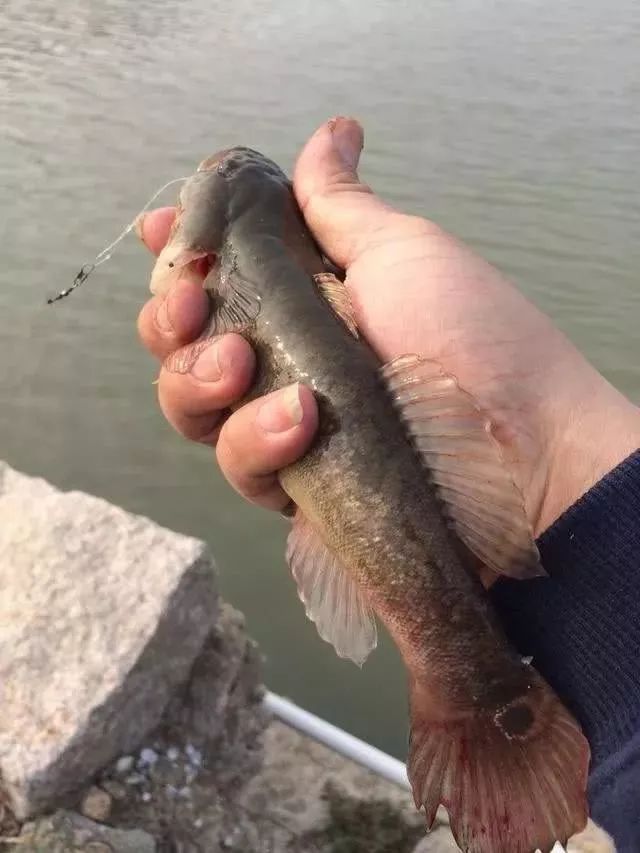 来给大家科普一下,蟹虎鱼就是乌塘鳢,多栖息于浅海,和河口咸淡水水域