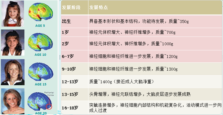 0到18岁是大脑发育的关键期,在这个窗口期对大脑进行科学的认知训练