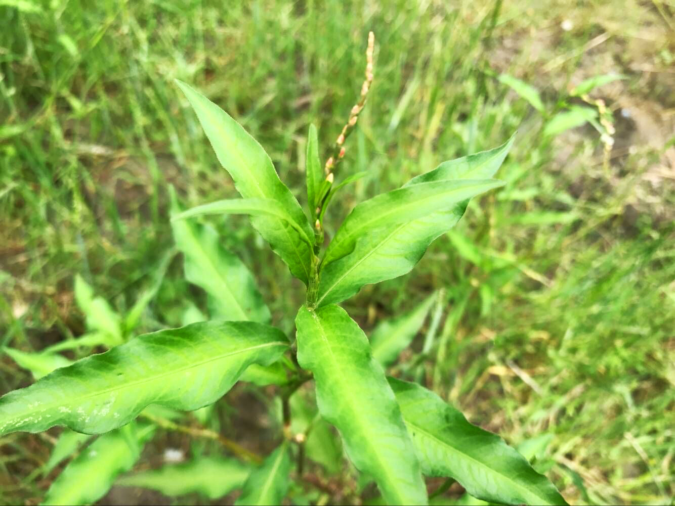 蓼属的植物大概有115种,但能被称为辣蓼草,且农村常见的大