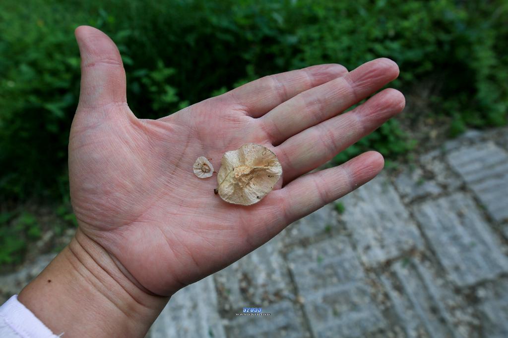 辉发古城真稀奇 老榆树上结出了大瓜子