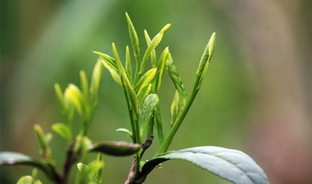 金镶玉茶树品种图片