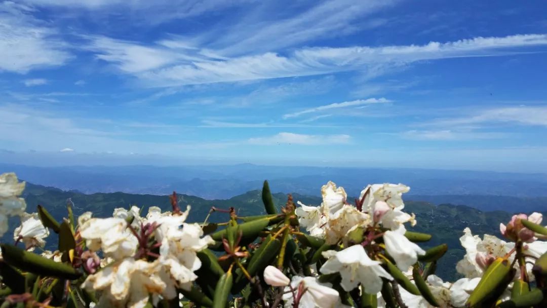 昭通靖安万亩杜鹃花海惹人醉!