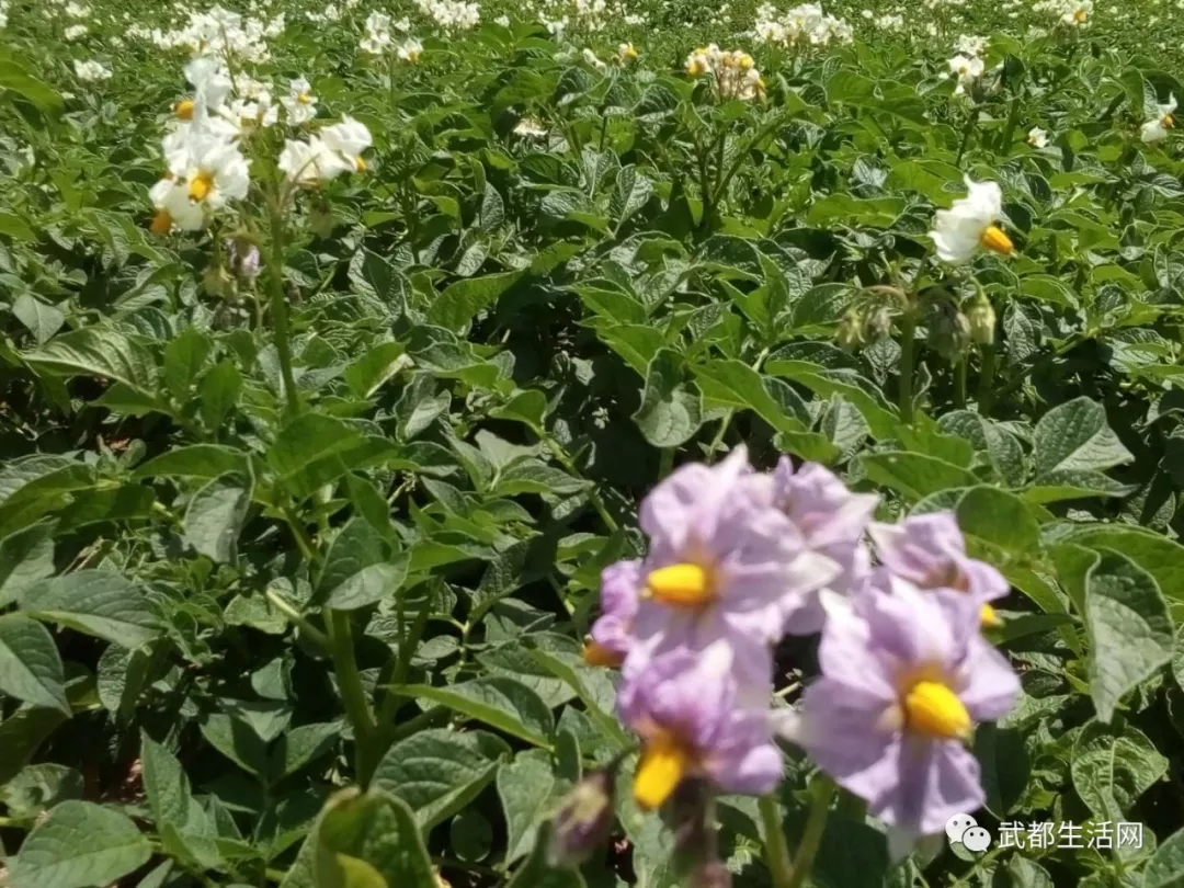 甘肃陇南武都鱼龙洋芋花开正当时简直美爆了