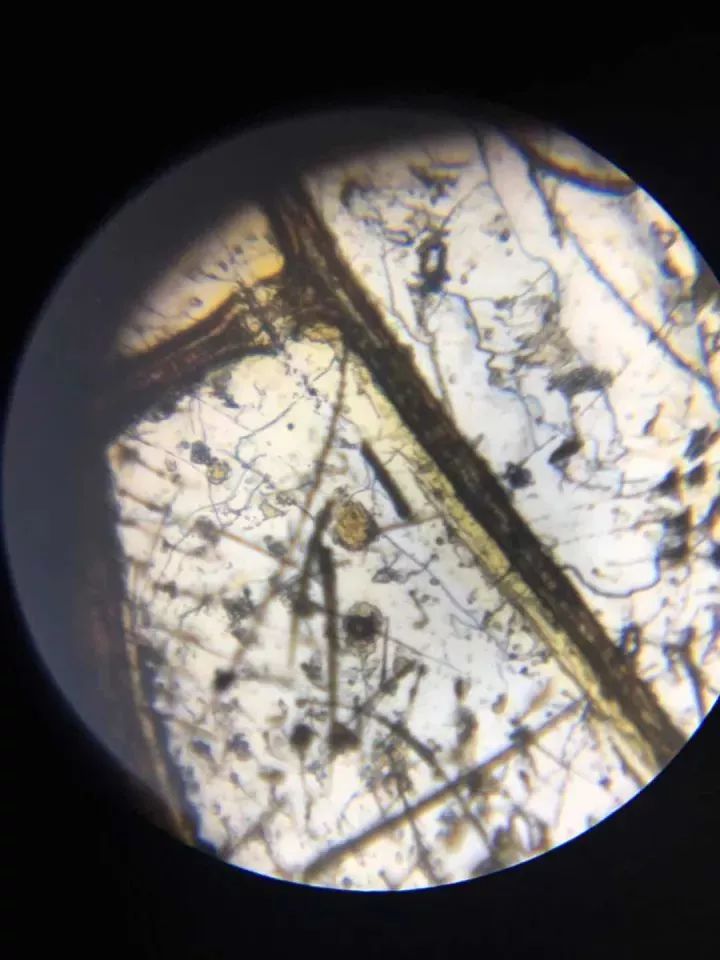 显微镜下,不同光染看到的不同白菜叶,是不是很神奇