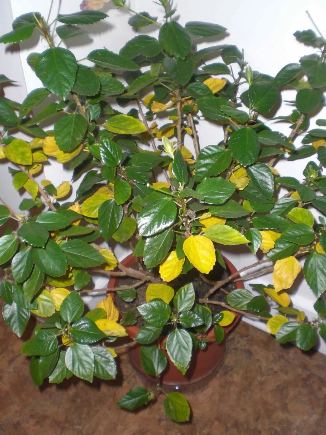 扶桑花叶子发黄的8个原因为啥别人的能够一年四季开花