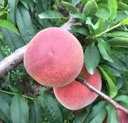 越南寻亲桃子图片
