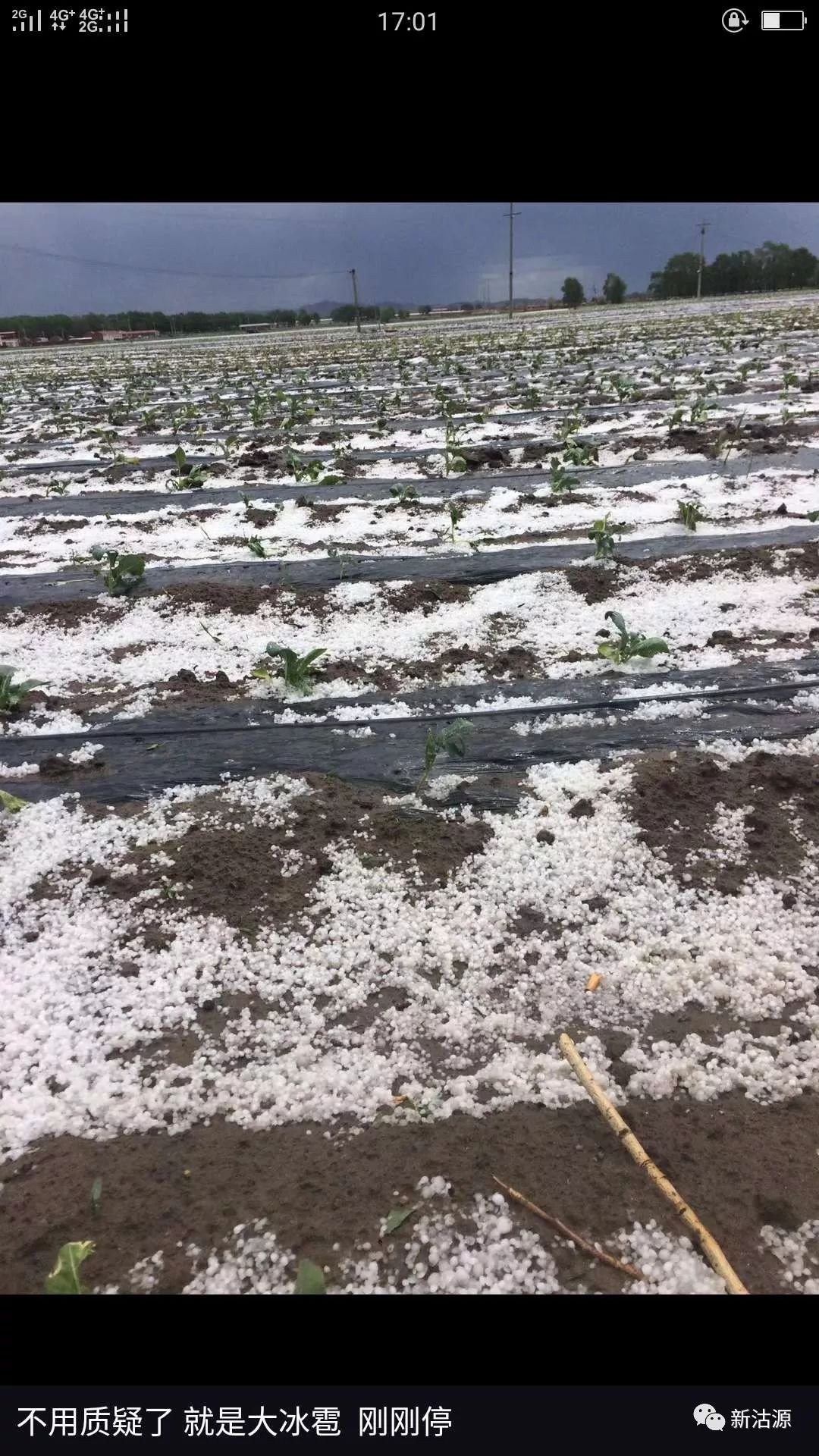 網友實拍冰雹是春夏季節一種對農業生產危害較大的災害性天氣.