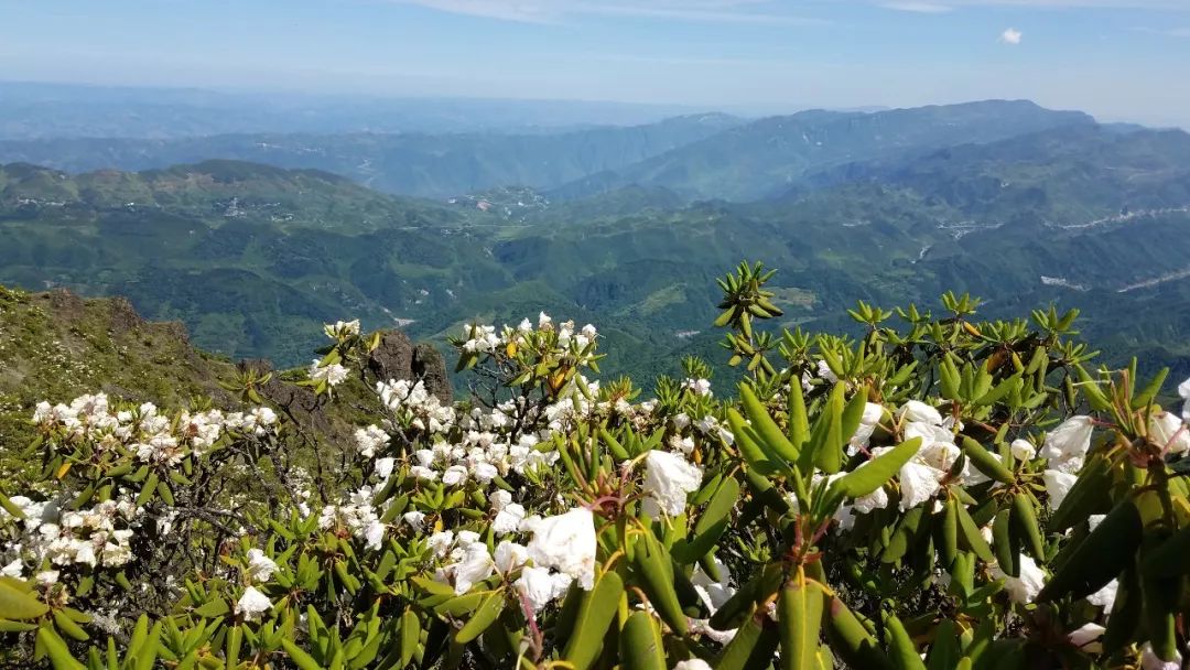 昭通靖安万亩杜鹃花海惹人醉!