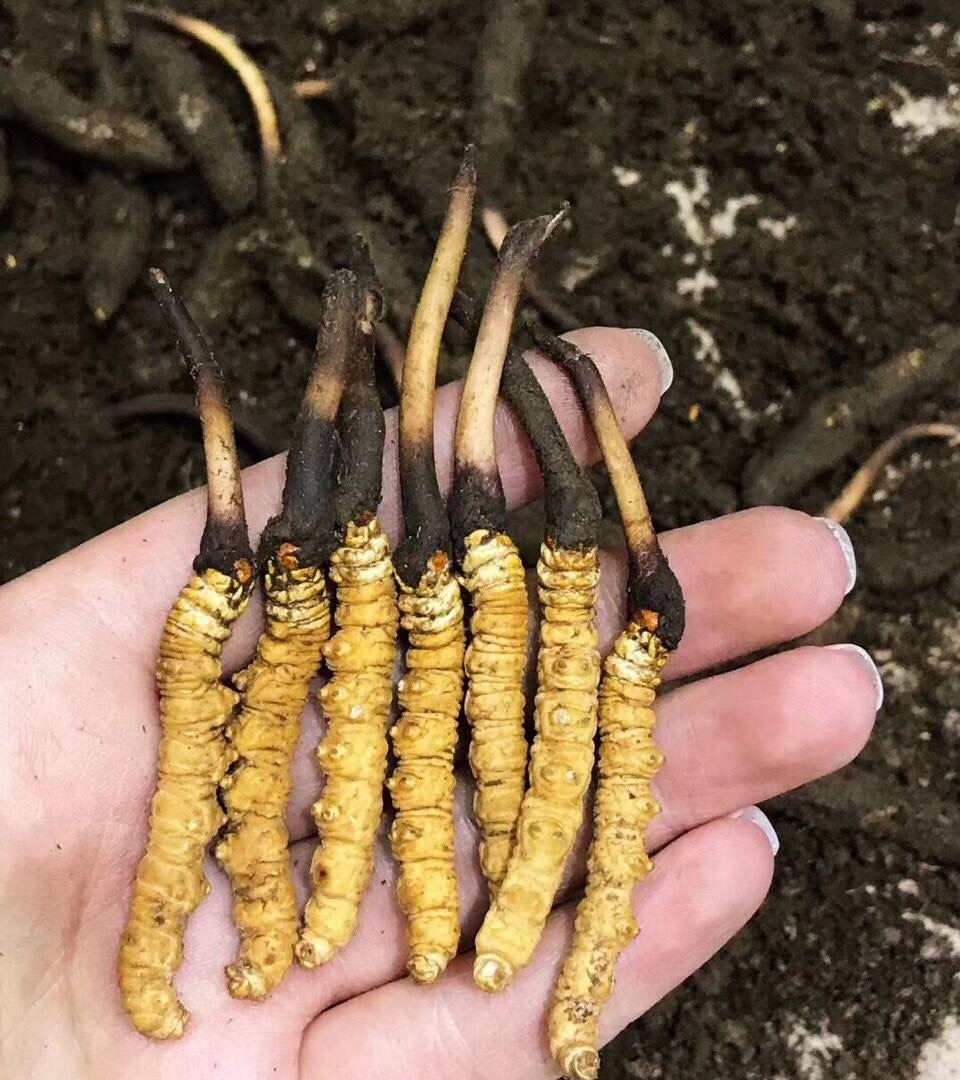 新鲜冬虫夏草怎么吃哪些人适合吃新鲜冬虫夏草医生建议冬虫夏草这些人