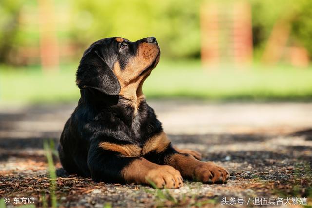 罗威纳犬喂养方法 罗威纳犬吃生肉好还是熟肉好