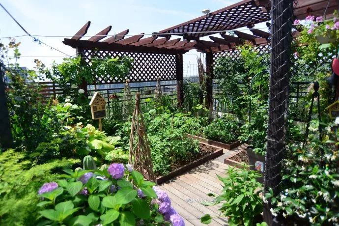 楼顶一半花园一半菜园图片