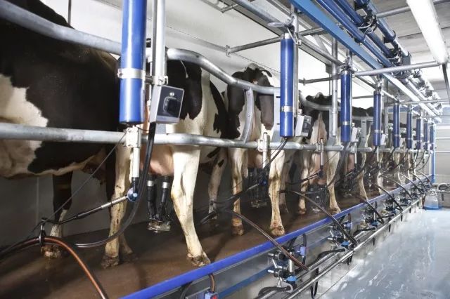 【乳报·分享】从中美牧场实例看中小牧场盈利之——挤奶机选型