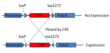 Cre-loxp|知识分享：AAV Cre-loxp重组系统