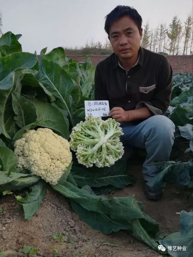 1,春秋兩用型松花菜,中晚熟,生長勢強,抗病及耐寒耐溼性較好,株型整齊