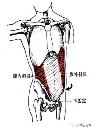 史上最全的骨盆終極詳解七與骨盆相連的腹部肌肉解構