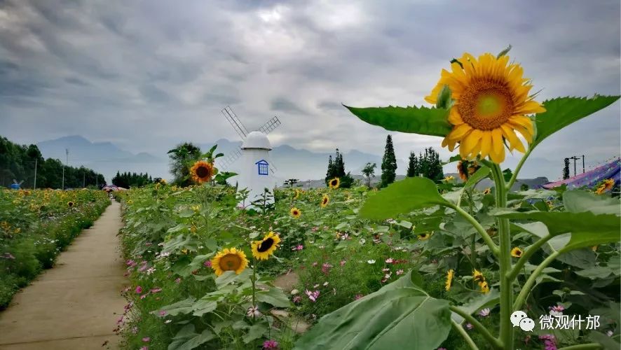 赏花门票免费送!什邡这片600亩的向日葵花海,美呆了!