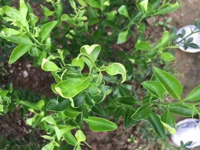 幫農技6月各類作物薊馬大爆發怎麼防怎麼防