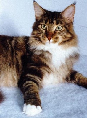 1 12 苏格兰折耳猫 布偶猫 波斯猫 孟买猫 美国短毛猫 狸花猫 暹罗猫