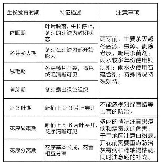 葡萄生长周期标准表