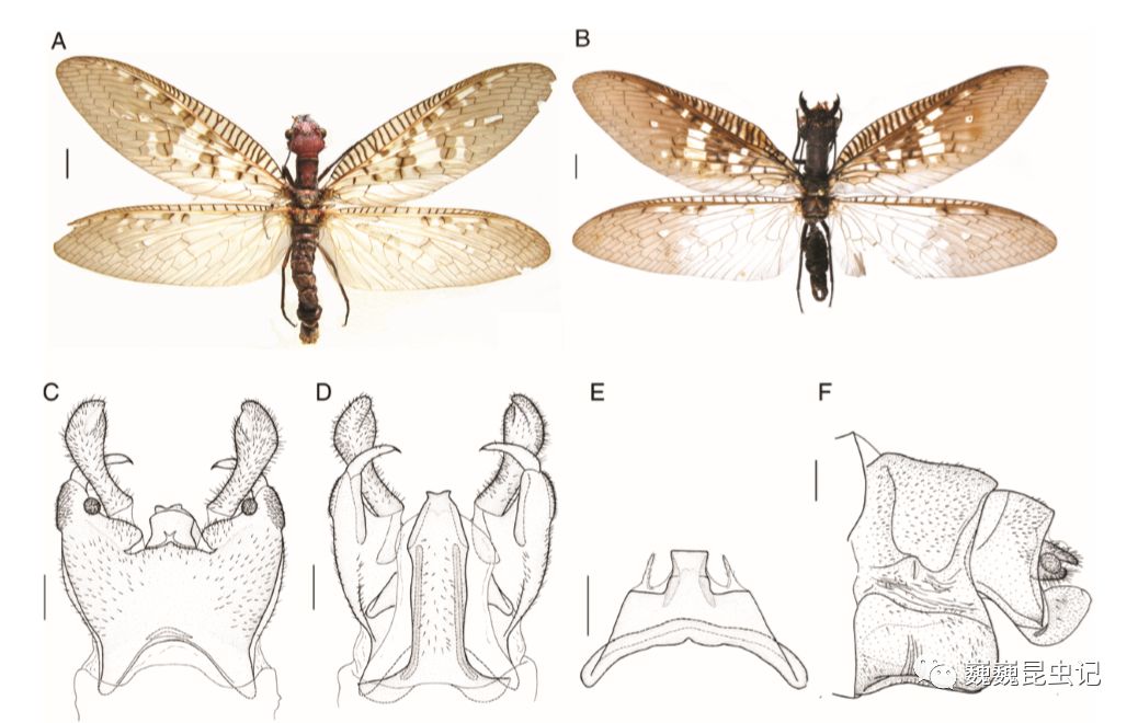 虫研捷报我国学者揭示齿蛉复杂多型物种间的系统关系与演化历史