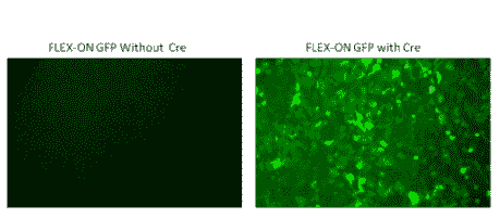 Cre-loxp|知识分享：AAV Cre-loxp重组系统