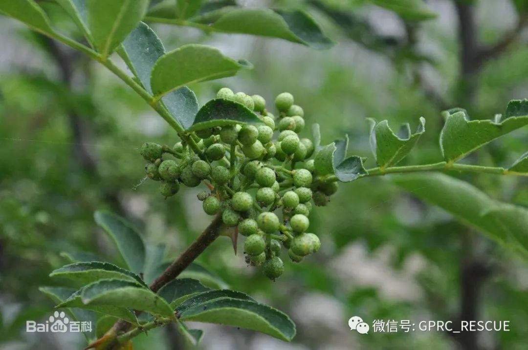 花椒芽子图片