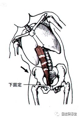史上最全的骨盆終極詳解七與骨盆相連的腹部肌肉解構
