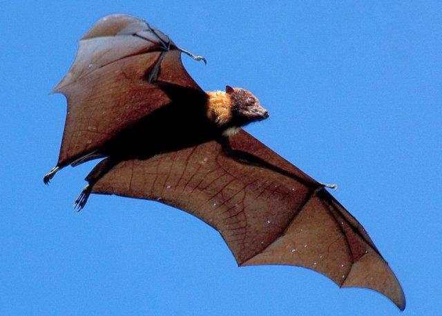 巨型蝙蝠王最大图片