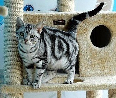 1 12 苏格兰折耳猫 布偶猫 波斯猫 孟买猫 美国短毛猫 狸花猫 暹罗猫