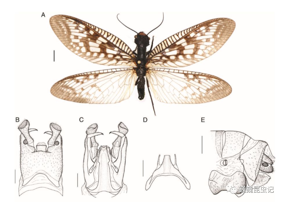 虫研捷报我国学者揭示齿蛉复杂多型物种间的系统关系与演化历史