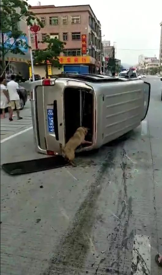 一面包車在普寧陸河流竄偷狗,被狗主人開車頂翻!