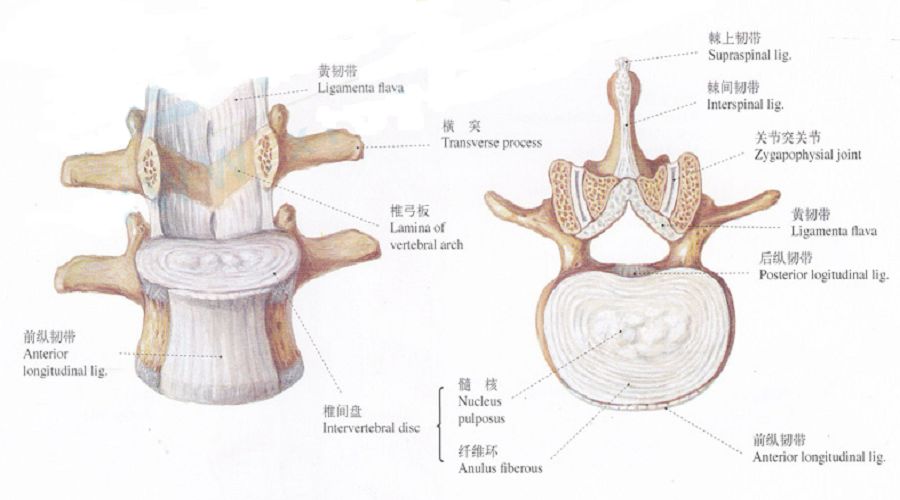 椎体终板解剖图片