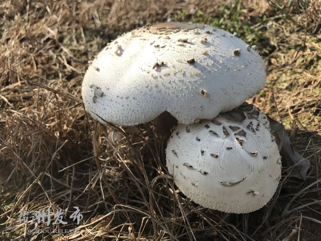 衢州數人食用毒蘑菇中毒疾控緊急提醒不要採食野生蘑菇