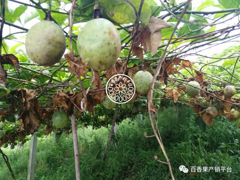 基地行百香果二年苗莖基腐病發生嚴重痛心多圖