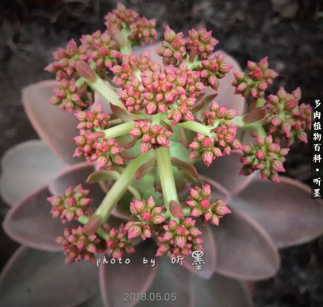 莲花掌开花图片