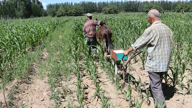 小型拖拉机会将玉米苗压坏,智慧的村民用自制的施肥机给玉米地追肥