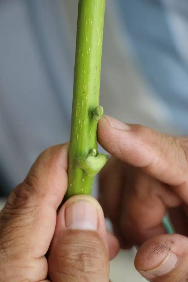 【技术】核桃方块芽接图解