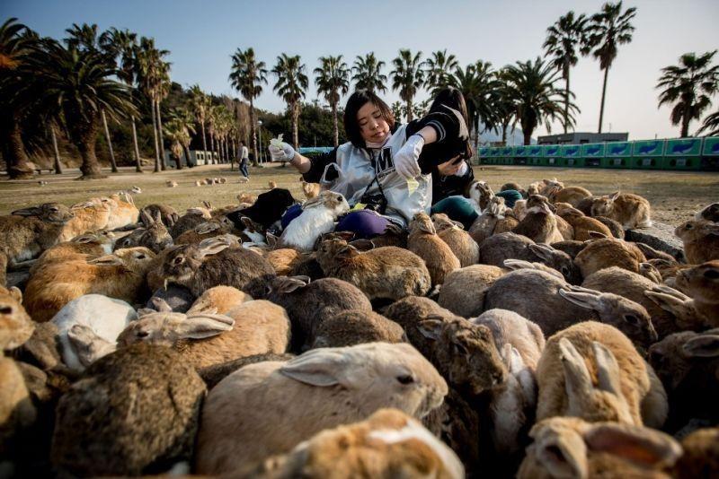 澳大利亚兔子泛滥成灾生态平衡遭到破坏政府派出轰炸机解决