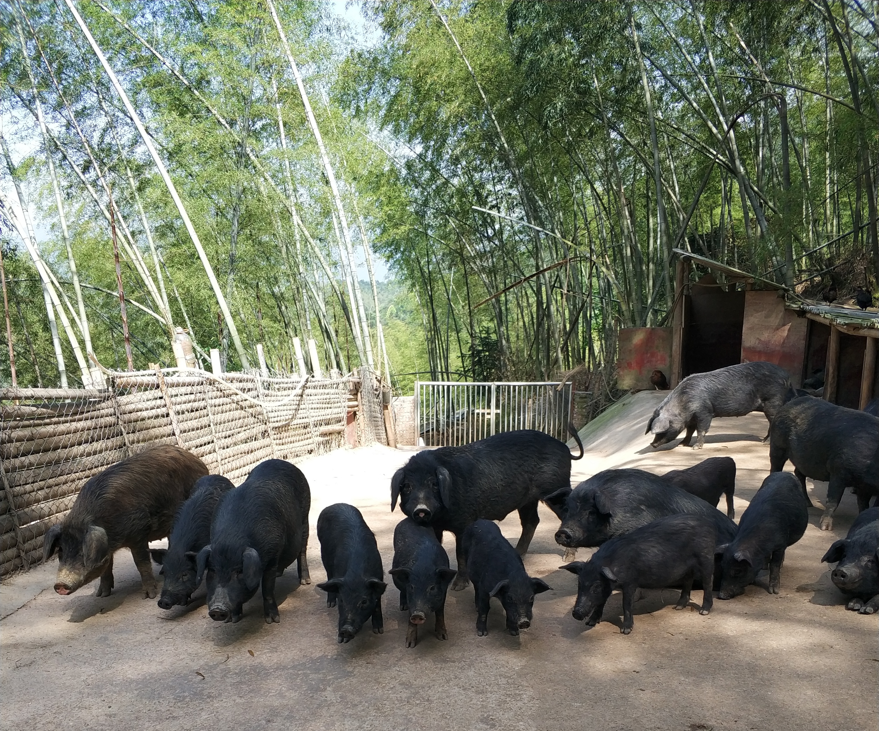 牧猪人思维导图图片