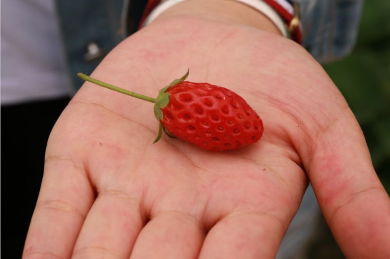 蒙自的夏季草莓成熟了一年四季吃草莓不再是梦