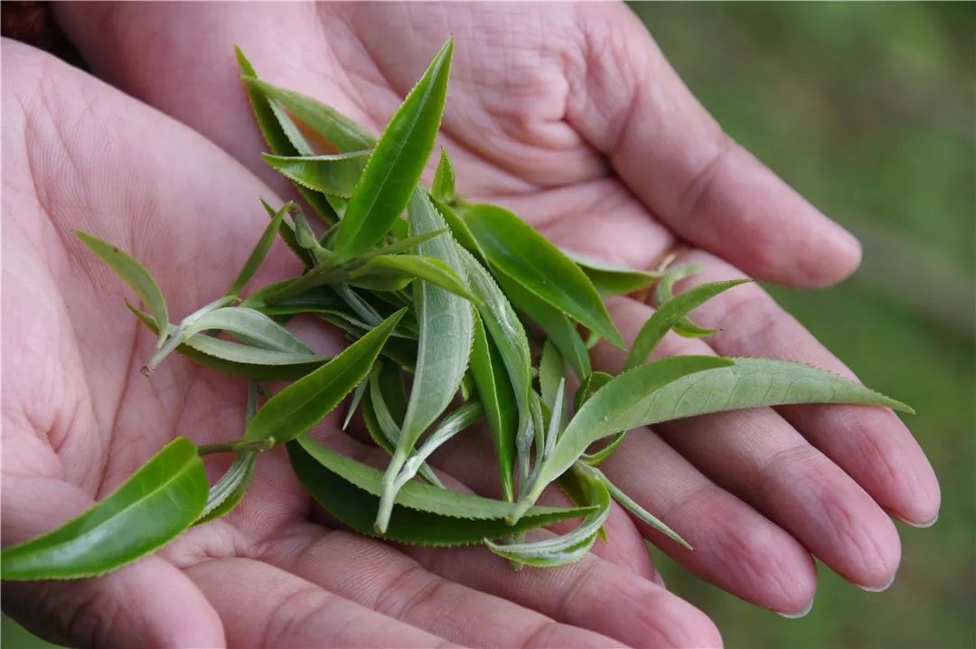 帝皇之味,高端茶禮—曼松紅