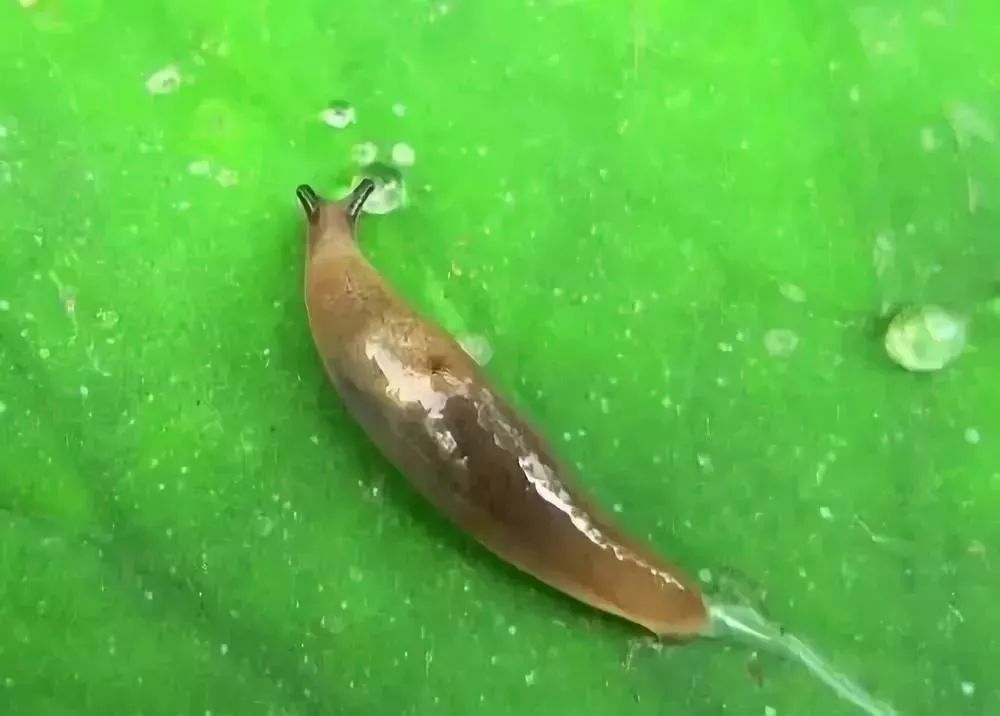 果技精选蛞蝓蜗牛下过雨后这两大害虫你可看好了