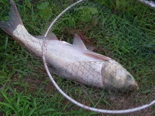 現在正處於盛夏時節,在夏季釣魚,很多釣友都喜歡釣鰱鱅,因為鰱鱅十分