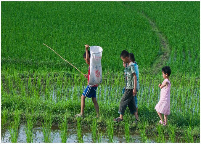 【投稿】花都乡村记忆:钓及乖(青蛙),永别了,只能在梦中寻了!