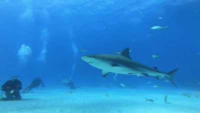 鲨鱼gif图图片