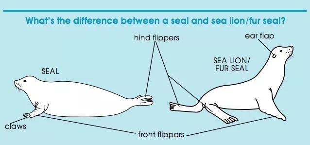 小常识:如何正确区分海豹科和海狮科?